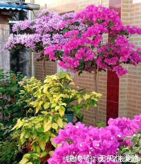 阳台|阳台庭院养上三种花,风景美如画,天天置身于花海里