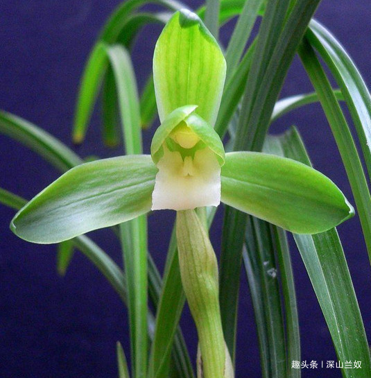 松树皮是养兰花的好东西，不会处理反而会害到兰苗