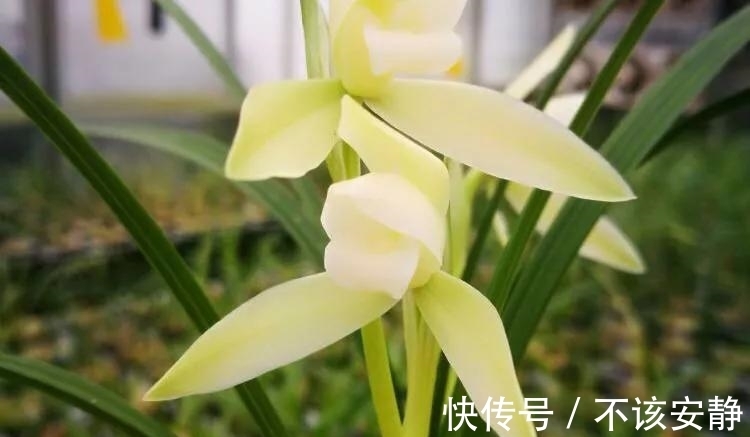 养兰花要学会巧用磷酸二氢钾,省事又好养,花朵鲜艳又多姿