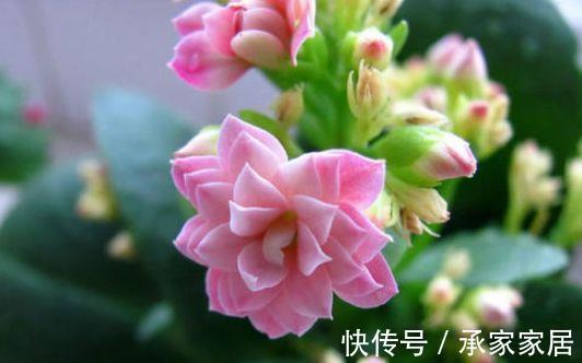 长寿花|农历8月2日开始，养花养个耐看的，开花爆盆花期长，耐晒又耐热