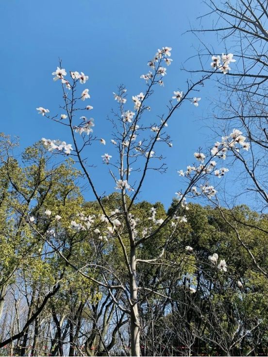 阳光和煦，宝山这里花开得正好，朋友圈刷屏预定