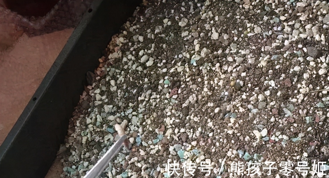 花生粒|养花得掌握施肥诀窍,知道怎么用好颗粒肥、花生肥