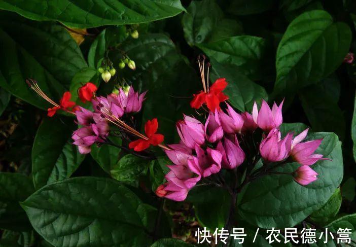 养花试试这款,室内盆栽观赏也能多季节开花