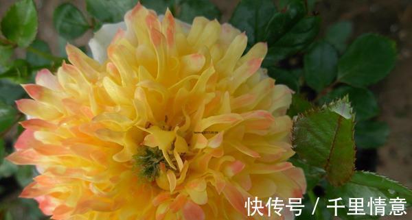 烟花|勤花耐高温的烟花波浪月季,花朵像菊花,越晒越红