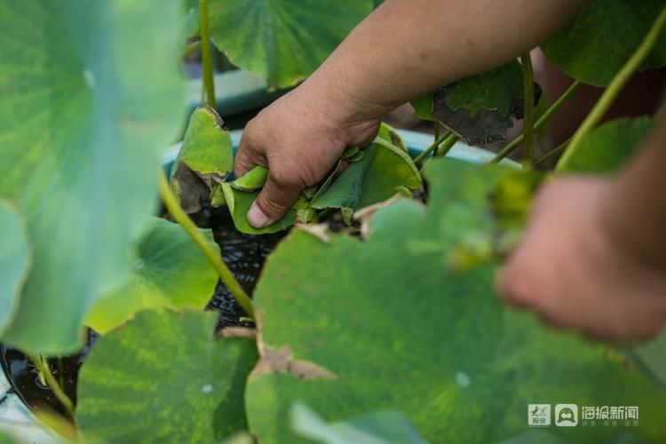荷花|【组图】一人一狗一院花，济南大明湖35年“养荷人”的故事