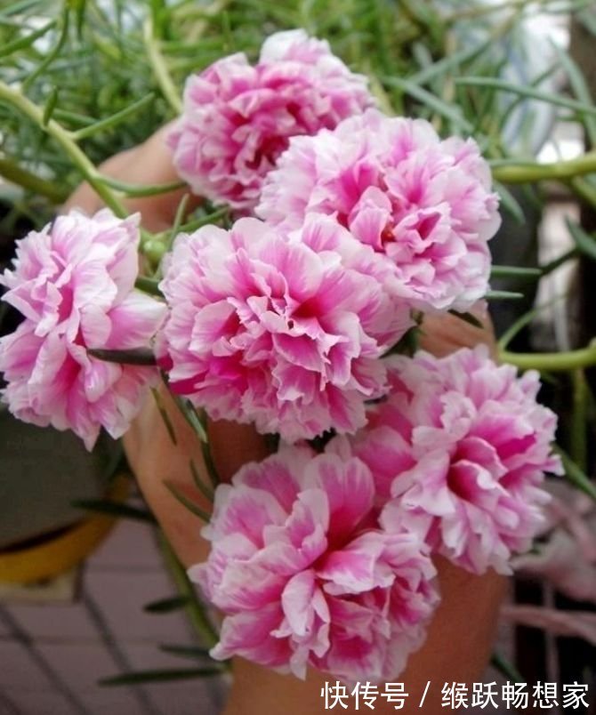 凤仙花|家里要养3种花,开花吉祥又喜庆,时来运转,越过越富裕有钱