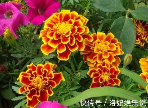 花草匠|别老养发财树了,养这“3种花”,好养易爆盆,养人、旺财两不误