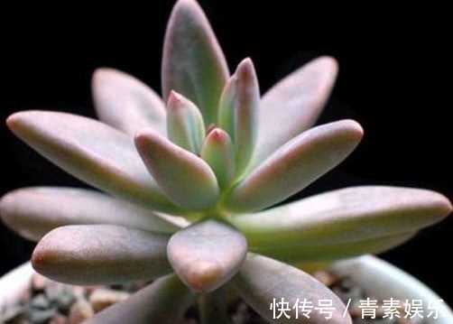 多肉秋丽怎么养教你3个小妙招,养出来的秋丽叶片肥厚更鲜艳