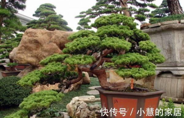 盆景|种“霸气花”,镇宅又大气,家里养一盆,护家守家保平安
