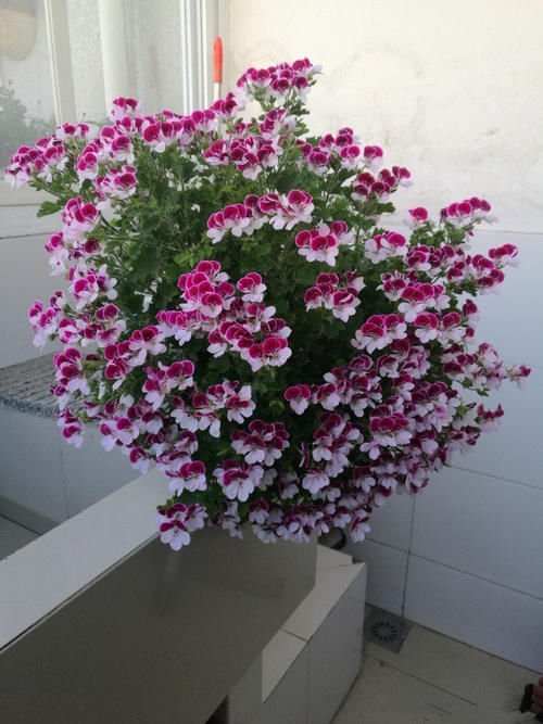 封闭阳台养啥花？天竺葵“天使之眼”，点亮你阳台，你值得拥有！