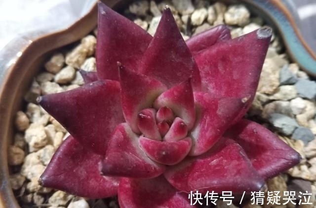 喜欢养多肉得选漂亮好养的,这12款东云系,唯美霸气度夏容易