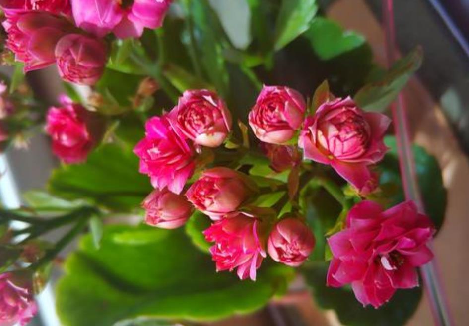 昆虫|长寿花不会养还生病?记住几种病的解决方法,新手也能操作