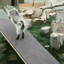 |搞笑GIF:哥们,你还真是土豪,用茅台酒喂螃蟹