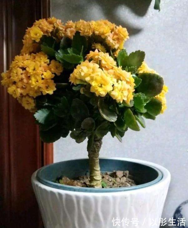 不死鸟|聪明人把长寿花嫁接在老桩上，爆盆简单开花多，一盆花全是花枝