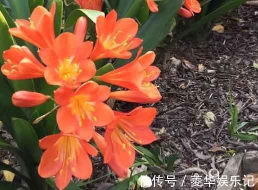 养君子兰、长寿花,盆里撒点“万能肥”,新芽猛长,呼呼开花!