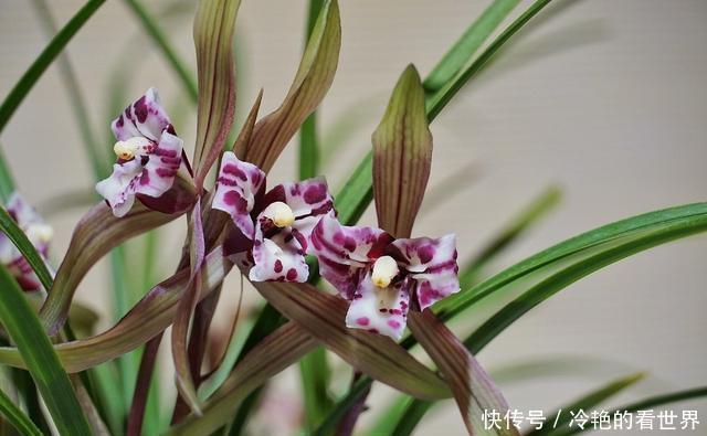 哪种兰花香,怎样才能买到比较香的兰花?3点建议,选到香兰不难