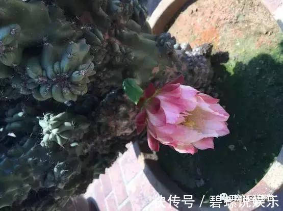 花花|20年的兰花,100年的仙人掌长什么样开眼了!