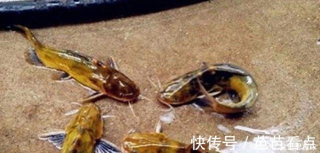 别再七想八想,“征服”黄颡鱼就得用这钓法,不料刚一下竿就有口!