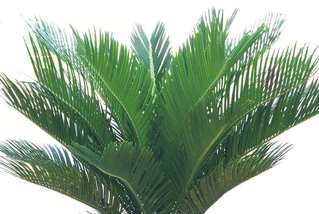 家里养花有三种足够了,观叶、赏花、闻香全都有,谁见都喜欢!