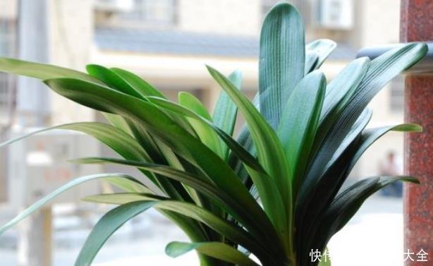 一条线|君子兰歪七扭八太难看?平常只需做2步,让它叶片整齐“一条线”