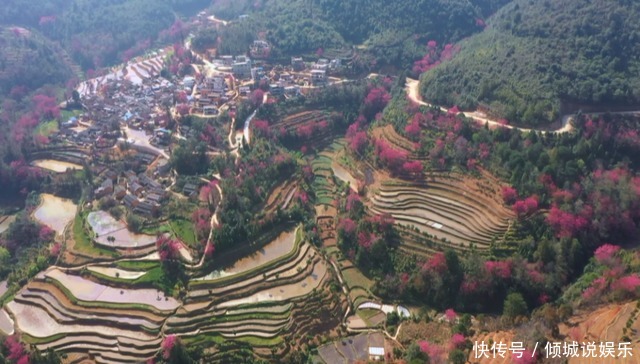 风吹樱花谷 樱落哈尼村寨