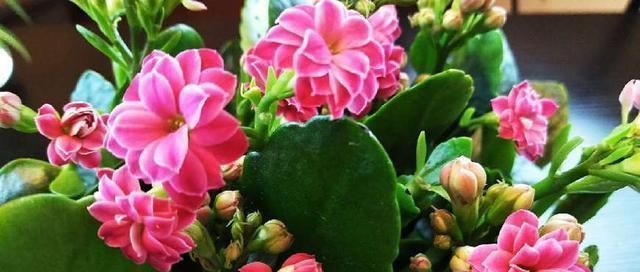 花苞|人家的长寿花,花苞都长满了花盆,原来是这么养的