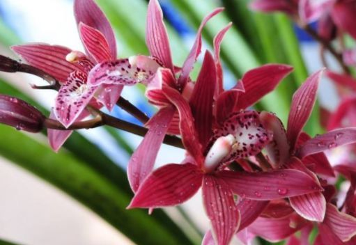 此款盆栽花卉,漂亮似牡丹,四季开花不断,养殖容易,你值得拥有