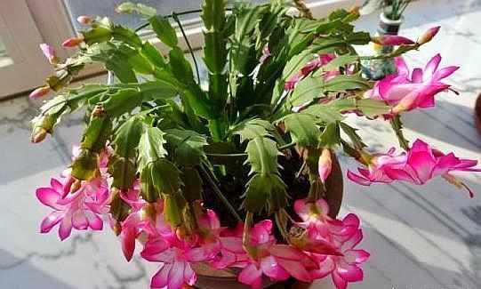 养好蟹爪兰，“1点”很关键，“浇水”不发愁，叶片肥厚开满花