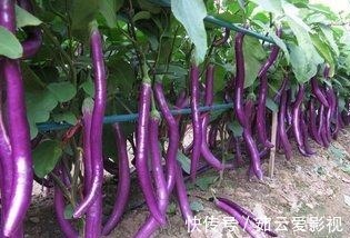 常吃茄子抗衰老又对身体好,但专家建议:3类人尽量少吃茄子