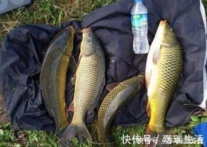 钓骨|玉米钓鱼有奇效老钓骨教你如何正确挂钩玉米钓大鱼