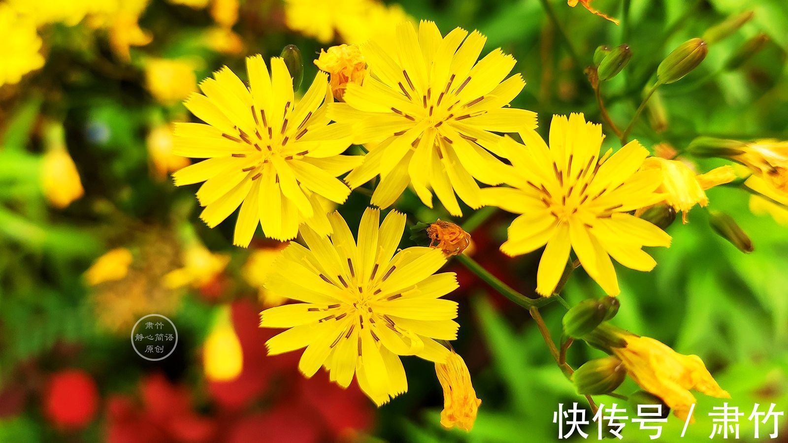 一滴眼泪$落日的色彩,温暖如你向阳的胸怀