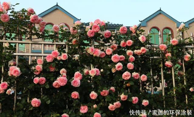 春天藤本月季想要开花整齐,开花多,不能缺少这3点
