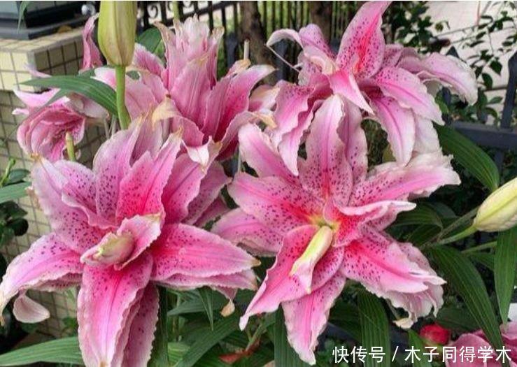 懒人|花卉市场最畅销的4种花,清新脱俗,懒人最爱