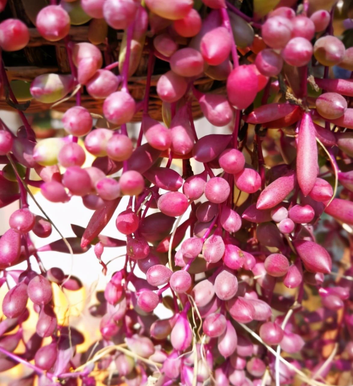 叶片|这“三多肉”扦插正当时,掰点叶片就生根,成活率比其他季节都高