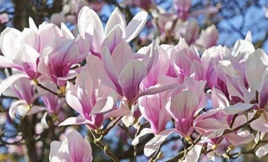 家中有院子，栽上1种观赏树，春天开花硕大又美丽