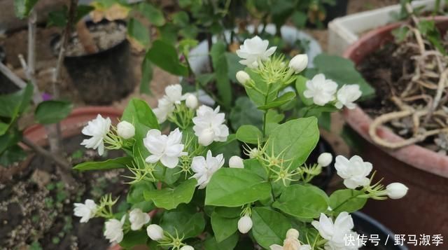 酸性物质|养茉莉花,做好“2点”,浇水跟上,四季不断长,开花就爆盆