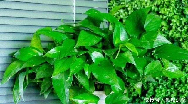 在水里滴点它，用来喷洒文竹、绿萝、君子兰，叶子立马绿得发亮