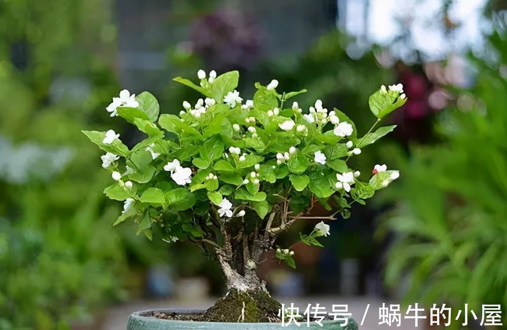 复合肥|5种漂亮花,7月养一盆正当时,越热开得越旺盛,花苞砰砰满枝头
