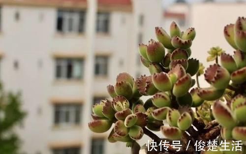 环境温度|新人练手养多肉选这几样，价格便宜，叶子晒晒太阳就成糖果色