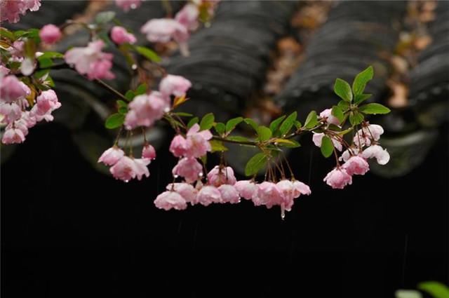 赏读蒋捷海棠春词：春晴也好，春阴也好，春雨如丝，绣出花枝红袅