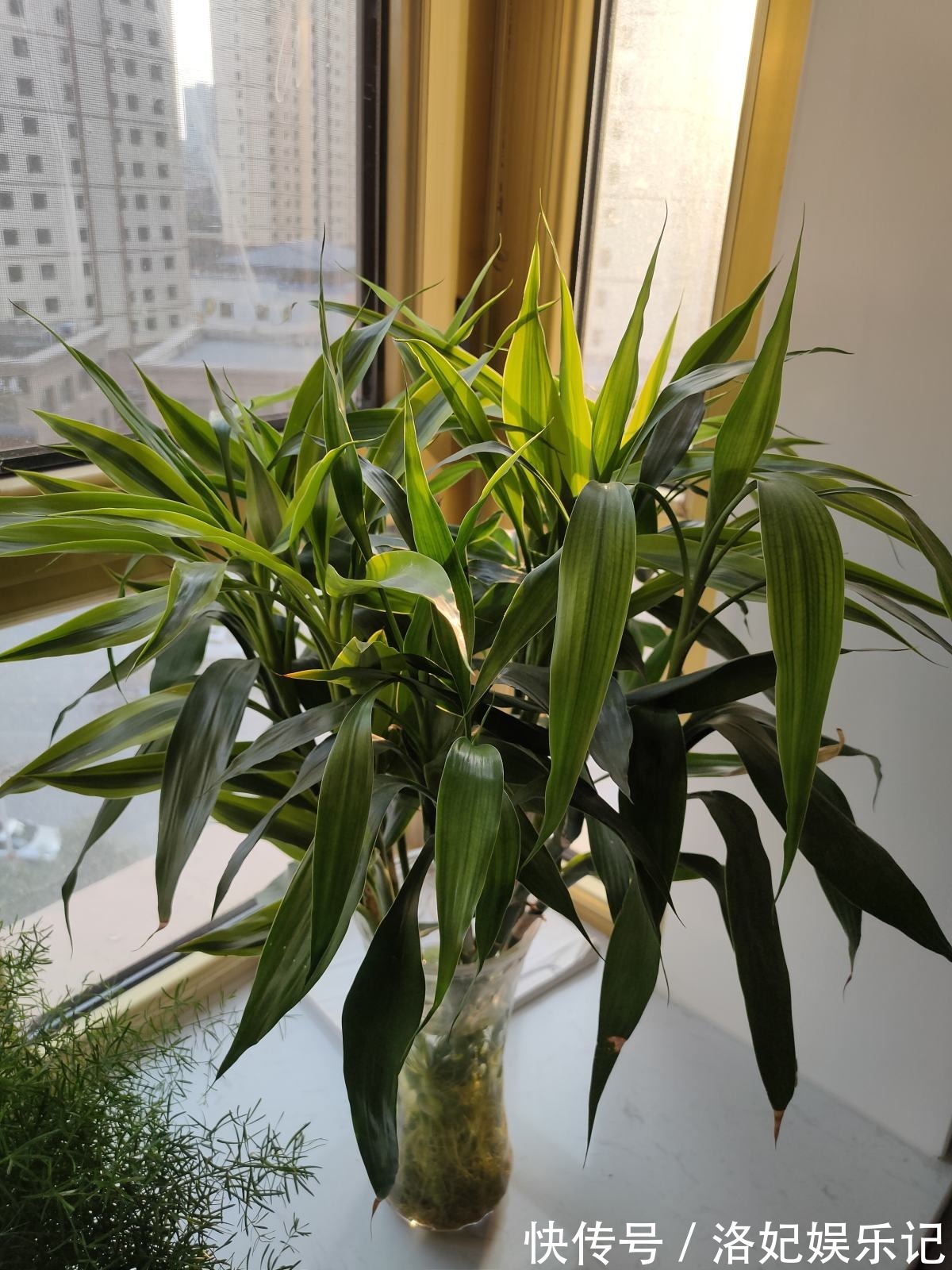 富贵竹|家里有老人,养这6种花定没错,锻炼身体还养身心