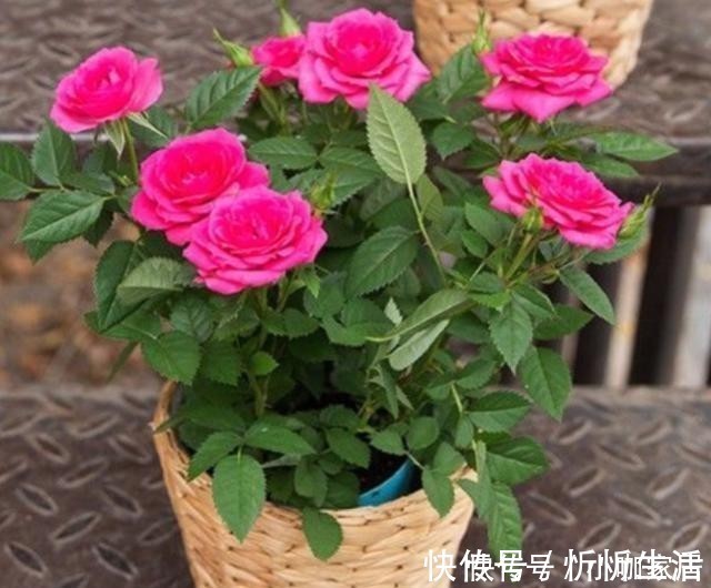 栽培|养花一定要用腐殖土壤栽培吗?不一定,看植物根系