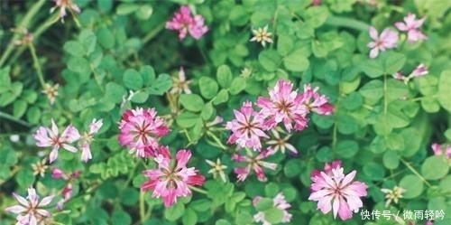 草籽 农民的绿肥 蜜蜂的粮食 可现在农村人都不种呢 快资讯