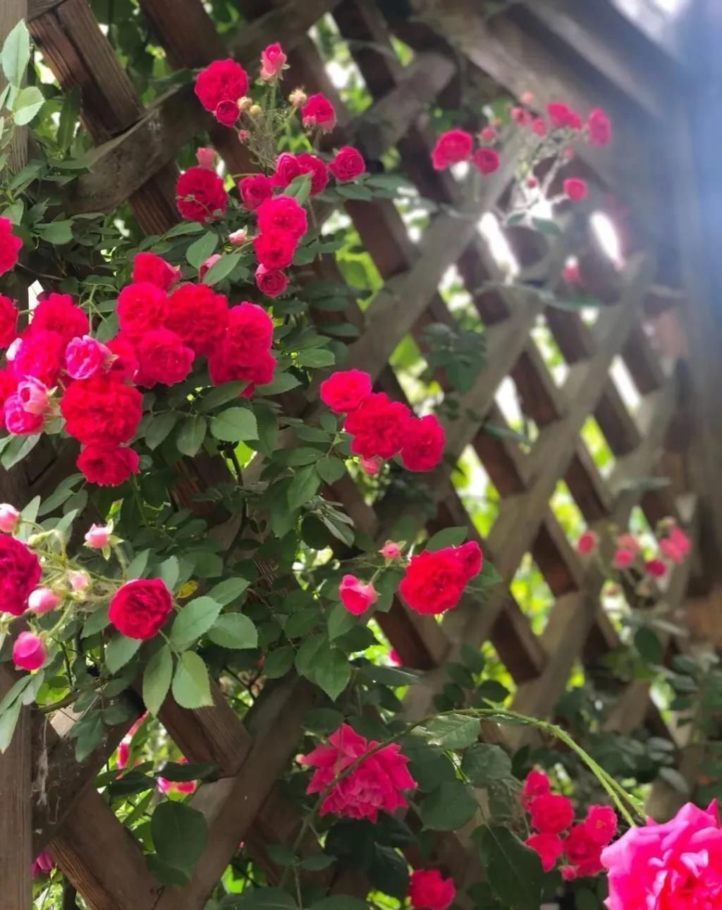 等我老了以后,找个小院陪你养花种菜!