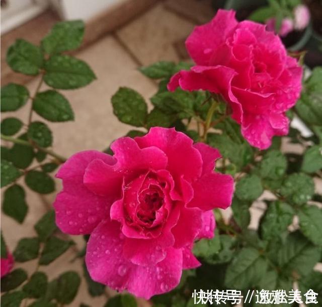 盘点10种古典美复古色系月季,你必须拥有其中一种!