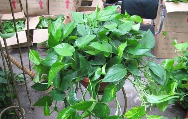 黄豆|养绿萝的小妙招,盆中加一点“它”,一年顺利养百盆,翠绿无黄叶