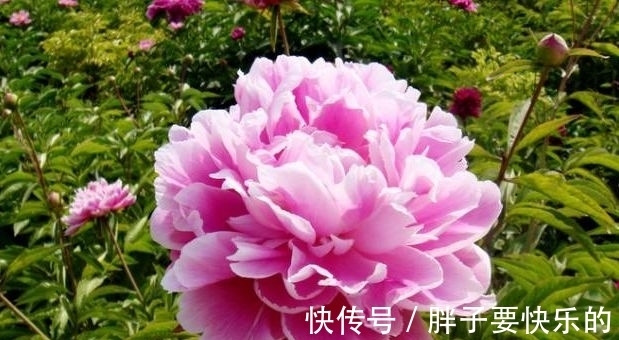 几款花卉好养易活,不闻不问,好养易开花,花香四溢飘满屋