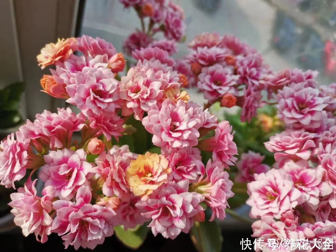 天竺葵|7种花养老桩不好，多扦插、养嫩苗，才能年年开花