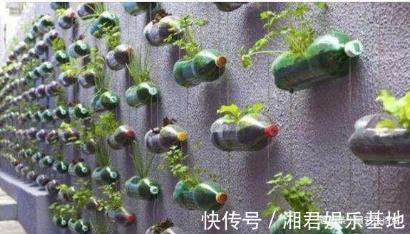 蔬菜|空油桶别扔了，剪一刀在阳台种菜，不用再买菜，一家人1年吃不完