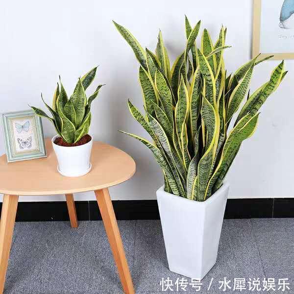 小芽|虎皮兰长得慢、不冒小芽盆土“一扒拉”,小芽蹭蹭窜出来!